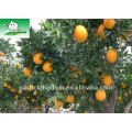 Fresh Navel Orange